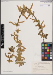 Foto von Salix excelsa S. G. Gmel.